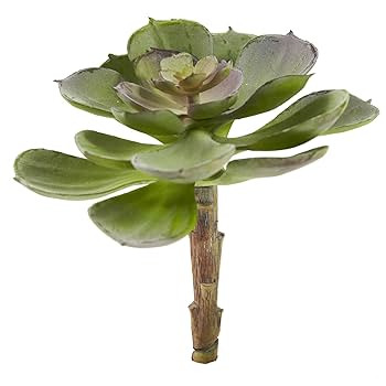 Amazon｜ほぼ自然6106-gb-s12 Echeveria多肉植物植物、5インチ
